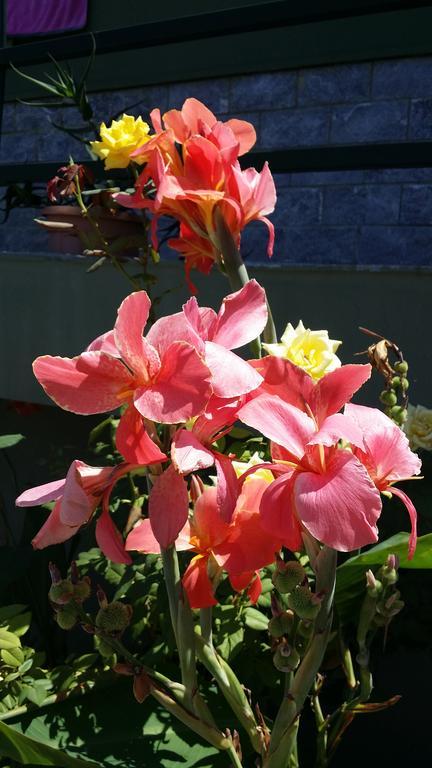 Vakantiehuis Sweet House Of The Flowers *